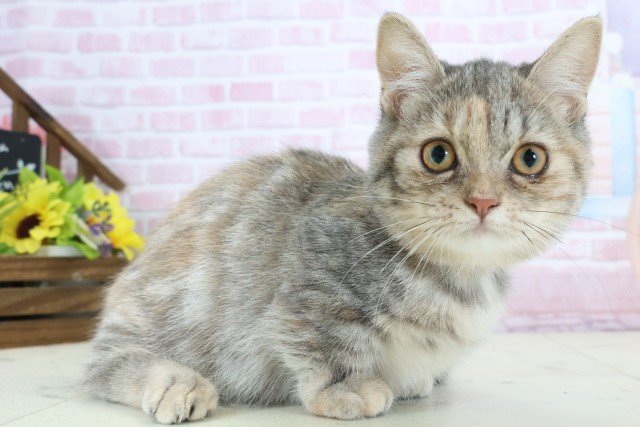 大分県のミヌエット (Coo&RIKU大分店/2025年10月1日生まれ/女の子/ブルーパッチドタビー)の子猫の2枚目の画像