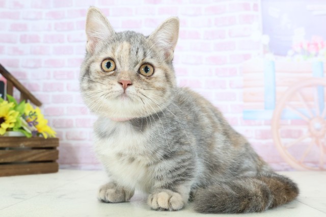 大分県のミヌエット (Coo&RIKU大分店/2025年10月1日生まれ/女の子/ブルーパッチドタビー)の子猫の3枚目の画像