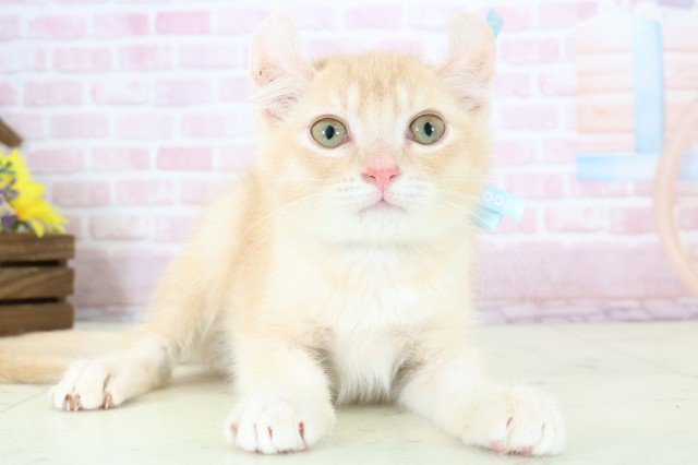 佐賀県のアメリカンカール (Coo&RIKU佐賀神埼店/2025年10月22日生まれ/男の子/レッドタビーホワイト)の子猫の1枚目の画像