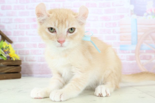 佐賀県のアメリカンカール (Coo&RIKU佐賀神埼店/2025年10月22日生まれ/男の子/レッドタビーホワイト)の子猫の3枚目の画像