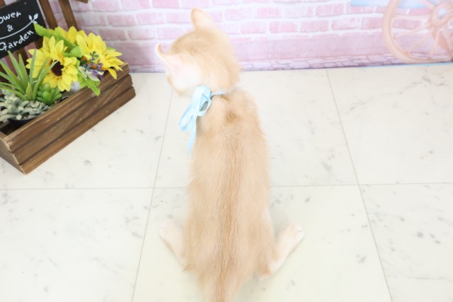 佐賀県のアメリカンカール (Coo&RIKU佐賀神埼店/2025年10月22日生まれ/男の子/レッドタビーホワイト)の子猫の4枚目の画像