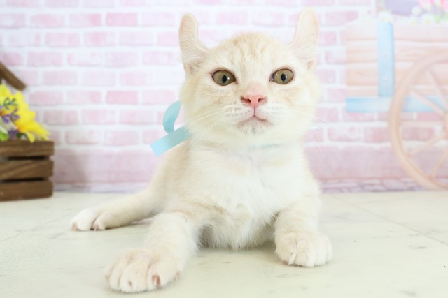 鹿児島県のアメリカンカール (Coo&RIKU鹿児島店/2025年10月22日生まれ/男の子/クリームタビーホワイト)の子猫の1枚目の画像