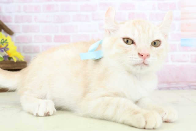 鹿児島県のアメリカンカール (Coo&RIKU鹿児島店/2025年10月22日生まれ/男の子/クリームタビーホワイト)の子猫の2枚目の画像