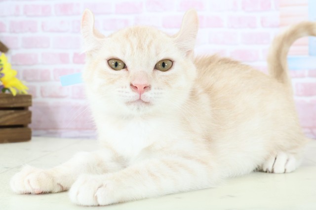 鹿児島県のアメリカンカール (Coo&RIKU鹿児島店/2025年10月22日生まれ/男の子/クリームタビーホワイト)の子猫の3枚目の画像