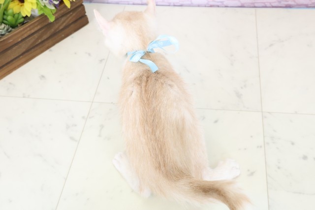 鹿児島県のアメリカンカール (Coo&RIKU鹿児島店/2025年10月22日生まれ/男の子/クリームタビーホワイト)の子猫の4枚目の画像