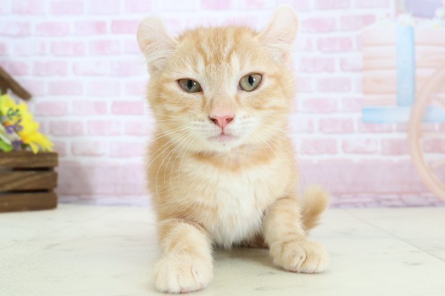 大分県のアメリカンカール (Coo&RIKU大分店/2025年10月22日生まれ/女の子/レッドタビーホワイト)の子猫の1枚目の画像