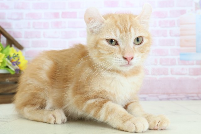 大分県のアメリカンカール (Coo&RIKU大分店/2025年10月22日生まれ/女の子/レッドタビーホワイト)の子猫の2枚目の画像