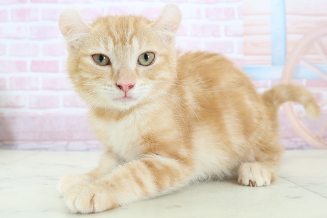 大分県のアメリカンカール (Coo&RIKU大分店/2025年10月22日生まれ/女の子/レッドタビーホワイト)の子猫の3枚目の画像