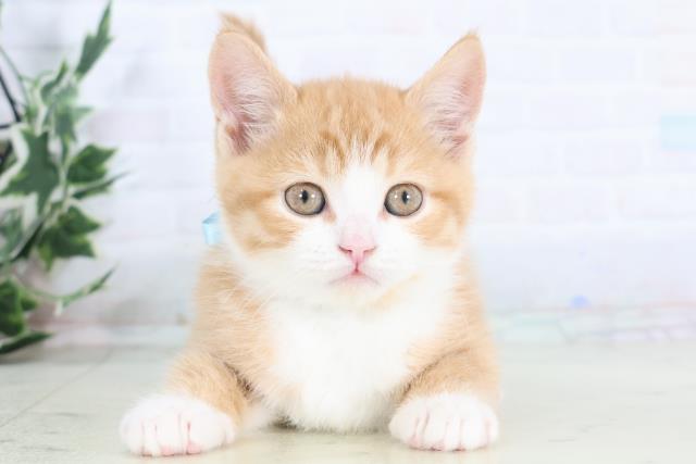 福岡県のスコティッシュフォールド (Coo&RIKUゆめタウン飯塚店/2025年11月30日生まれ/男の子/レッドタビーホワイト)の子猫の1枚目の画像