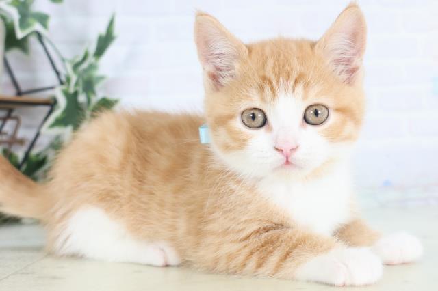 福岡県のスコティッシュフォールド (Coo&RIKUゆめタウン飯塚店/2025年11月30日生まれ/男の子/レッドタビーホワイト)の子猫の2枚目の画像