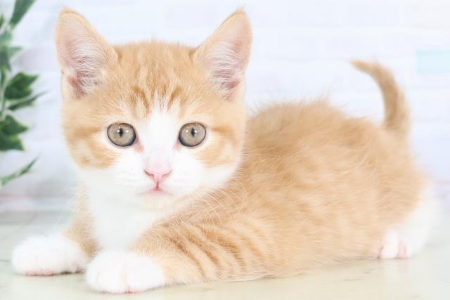 福岡県のスコティッシュフォールド (Coo&RIKUゆめタウン飯塚店/2025年11月30日生まれ/男の子/レッドタビーホワイト)の子猫の3枚目の画像