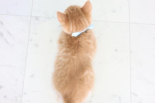 福岡県のスコティッシュフォールド (Coo&RIKUゆめタウン飯塚店/2025年11月30日生まれ/男の子/レッドタビーホワイト)の子猫の4枚目の画像