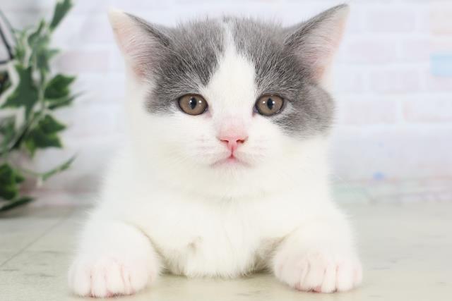 熊本県のスコティッシュフォールド (Coo&RIKU宇土シティモール店/2025年11月30日生まれ/男の子/ブルーホワイトバン)の子猫の1枚目の画像