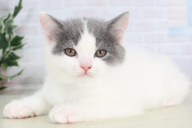 熊本県のスコティッシュフォールド (Coo&RIKU宇土シティモール店/2025年11月30日生まれ/男の子/ブルーホワイトバン)の子猫の3枚目の画像