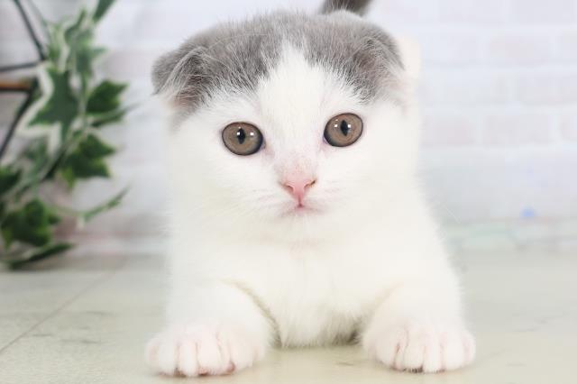 鹿児島県のスコティッシュフォールド (Coo&RIKU鹿児島店/2025年11月30日生まれ/女の子/ブルーホワイトバン)の子猫の1枚目の画像