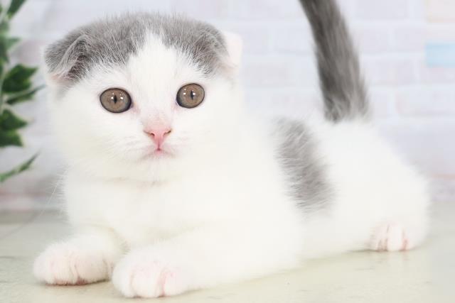 鹿児島県のスコティッシュフォールド (Coo&RIKU鹿児島店/2025年11月30日生まれ/女の子/ブルーホワイトバン)の子猫の3枚目の画像