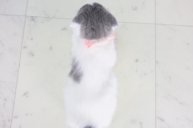 鹿児島県のスコティッシュフォールド (Coo&RIKU鹿児島店/2025年11月30日生まれ/女の子/ブルーホワイトバン)の子猫の4枚目の画像