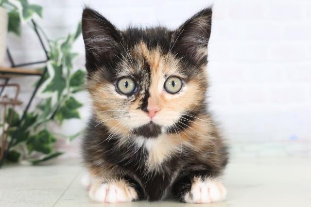 福岡県のマンチカン (Coo&RIKU大牟田店/2025年11月28日生まれ/女の子/ブラウンパッチドタビーホワイト)の子猫の1枚目の画像