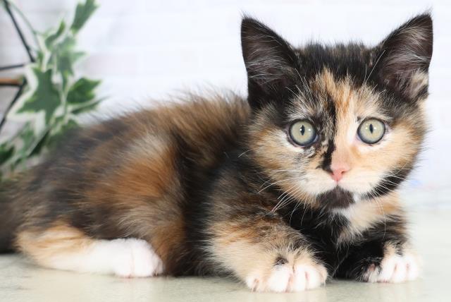 福岡県のマンチカン (Coo&RIKU大牟田店/2025年11月28日生まれ/女の子/ブラウンパッチドタビーホワイト)の子猫の2枚目の画像