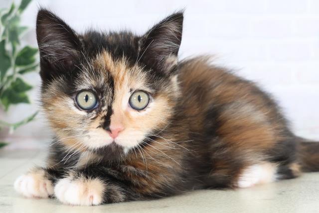 福岡県のマンチカン (Coo&RIKU大牟田店/2025年11月28日生まれ/女の子/ブラウンパッチドタビーホワイト)の子猫の3枚目の画像