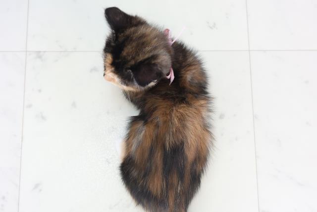 福岡県のマンチカン (Coo&RIKU大牟田店/2025年11月28日生まれ/女の子/ブラウンパッチドタビーホワイト)の子猫の4枚目の画像