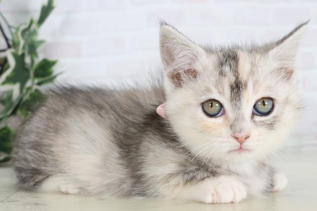 福岡県のマンチカン (Coo&RIKU福岡東店/2025年11月28日生まれ/女の子/シルバーパッチドタビーホワイト)の子猫の2枚目の画像