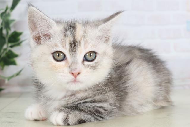 福岡県のマンチカン (Coo&RIKU福岡東店/2025年11月28日生まれ/女の子/シルバーパッチドタビーホワイト)の子猫の3枚目の画像