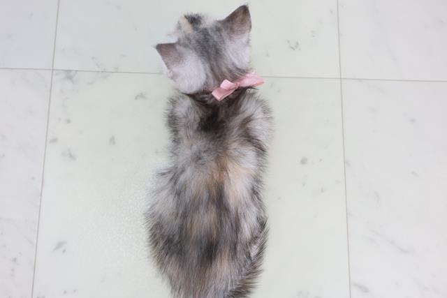 福岡県のマンチカン (Coo&RIKU福岡東店/2025年11月28日生まれ/女の子/シルバーパッチドタビーホワイト)の子猫の4枚目の画像