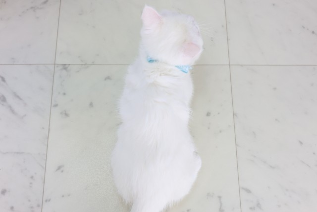 福岡県のミヌエット (Coo&RIKUゆめタウン飯塚店/2025年11月28日生まれ/男の子/ホワイト)の子猫の4枚目の画像