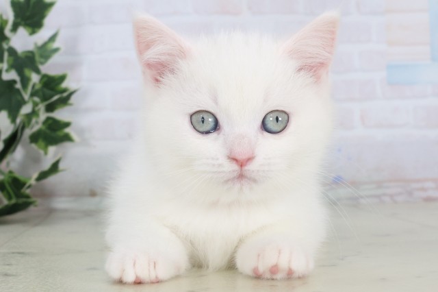 福岡県のミヌエット (Coo&RIKUゆめタウン飯塚店/2025年11月28日生まれ/女の子/ホワイト)の子猫