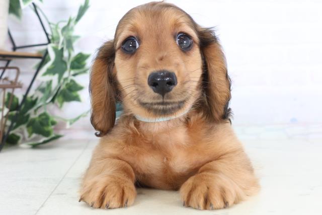 長崎県のミニチュアダックスフンド(ロング) (Coo&RIKU長崎浜町店/2025年11月30日生まれ/男の子/シェーデットレッド)の子犬の1枚目の画像