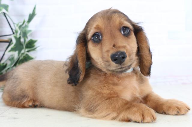 長崎県のミニチュアダックスフンド(ロング) (Coo&RIKU長崎浜町店/2025年11月30日生まれ/男の子/シェーデットレッド)の子犬の2枚目の画像