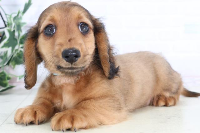 長崎県のミニチュアダックスフンド(ロング) (Coo&RIKU長崎浜町店/2025年11月30日生まれ/男の子/シェーデットレッド)の子犬の3枚目の画像