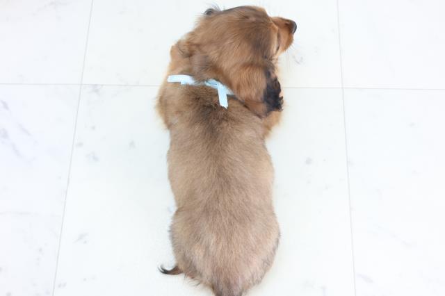 長崎県のミニチュアダックスフンド(ロング) (Coo&RIKU長崎浜町店/2025年11月30日生まれ/男の子/シェーデットレッド)の子犬の4枚目の画像