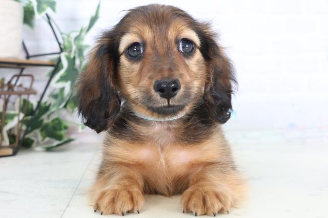 福岡県のミニチュアダックスフンド(ロング) (Coo&RIKU福岡東店/2025年11月30日生まれ/男の子/シェーデットレッド)の子犬の1枚目の画像