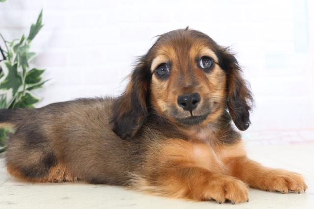 福岡県のミニチュアダックスフンド(ロング) (Coo&RIKU福岡東店/2025年11月30日生まれ/男の子/シェーデットレッド)の子犬の2枚目の画像