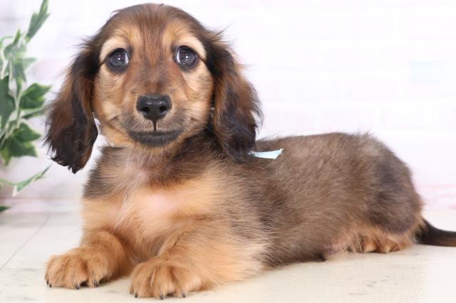 福岡県のミニチュアダックスフンド(ロング) (Coo&RIKU福岡東店/2025年11月30日生まれ/男の子/シェーデットレッド)の子犬の3枚目の画像