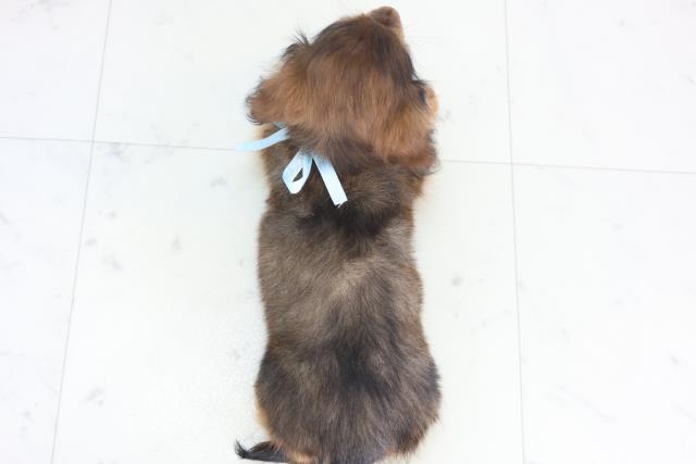 福岡県のミニチュアダックスフンド(ロング) (Coo&RIKU福岡東店/2025年11月30日生まれ/男の子/シェーデットレッド)の子犬の4枚目の画像