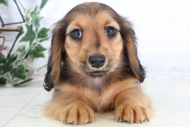 福岡県のミニチュアダックスフンド(ロング) (Coo&RIKU福岡東店/2025年11月30日生まれ/女の子/シェーデットレッド)の子犬の1枚目の画像