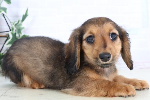 福岡県のミニチュアダックスフンド(ロング) (Coo&RIKU福岡東店/2025年11月30日生まれ/女の子/シェーデットレッド)の子犬の2枚目の画像