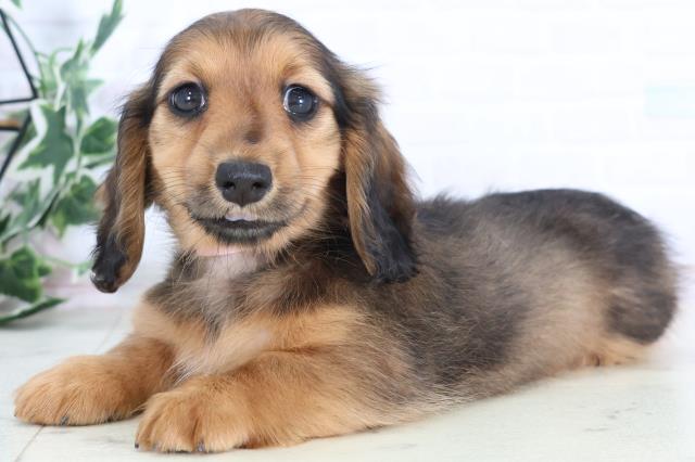 福岡県のミニチュアダックスフンド(ロング) (Coo&RIKU福岡東店/2025年11月30日生まれ/女の子/シェーデットレッド)の子犬の3枚目の画像