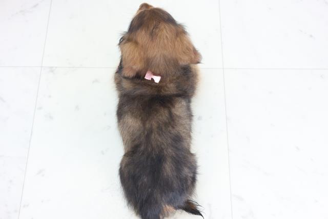 福岡県のミニチュアダックスフンド(ロング) (Coo&RIKU福岡東店/2025年11月30日生まれ/女の子/シェーデットレッド)の子犬の4枚目の画像