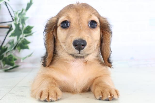 熊本県のミニチュアダックスフンド(ロング) (Coo&RIKU熊本店/2025年11月30日生まれ/女の子/シェーデットレッド)の子犬の1枚目の画像