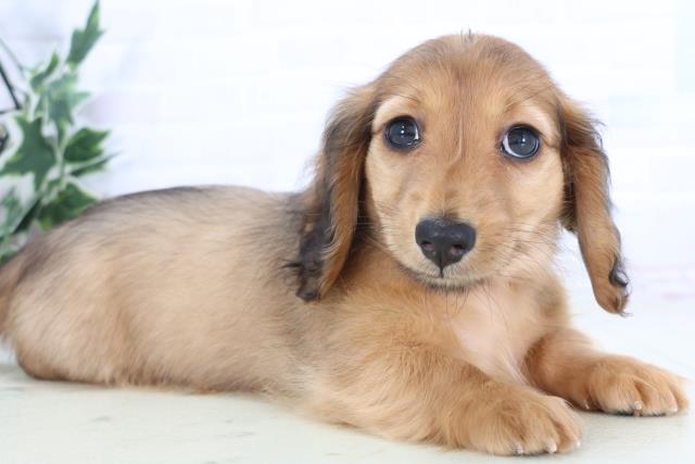 熊本県のミニチュアダックスフンド(ロング) (Coo&RIKU熊本店/2025年11月30日生まれ/女の子/シェーデットレッド)の子犬の2枚目の画像