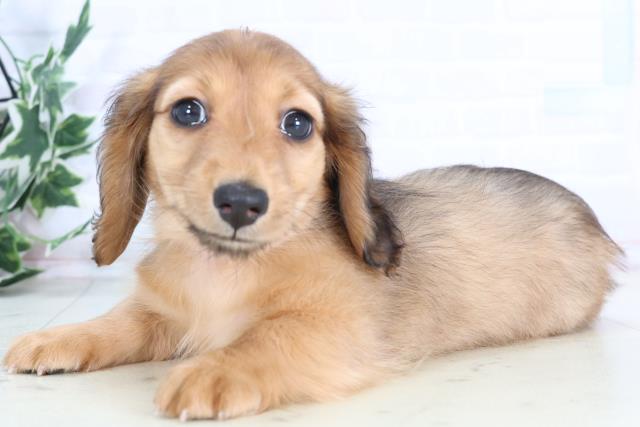 熊本県のミニチュアダックスフンド(ロング) (Coo&RIKU熊本店/2025年11月30日生まれ/女の子/シェーデットレッド)の子犬の3枚目の画像