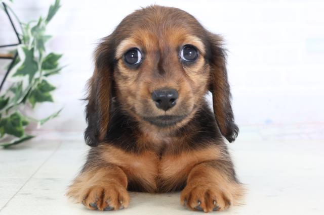 福岡県のミニチュアダックスフンド(ロング) (Coo&RIKU筑後店/2025年11月30日生まれ/女の子/シェーデットレッド)の子犬の1枚目の画像