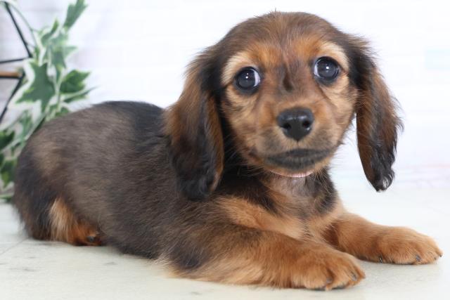 福岡県のミニチュアダックスフンド(ロング) (Coo&RIKU筑後店/2025年11月30日生まれ/女の子/シェーデットレッド)の子犬の2枚目の画像