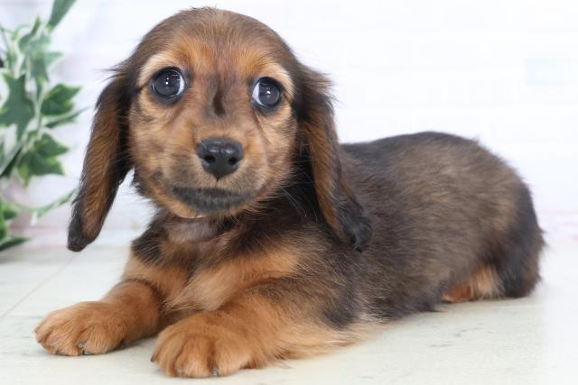 福岡県のミニチュアダックスフンド(ロング) (Coo&RIKU筑後店/2025年11月30日生まれ/女の子/シェーデットレッド)の子犬の3枚目の画像