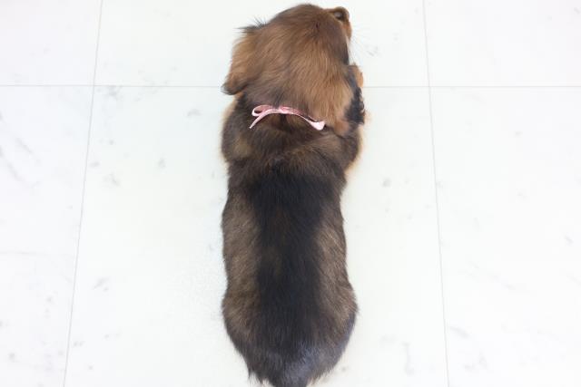 福岡県のミニチュアダックスフンド(ロング) (Coo&RIKU筑後店/2025年11月30日生まれ/女の子/シェーデットレッド)の子犬の4枚目の画像