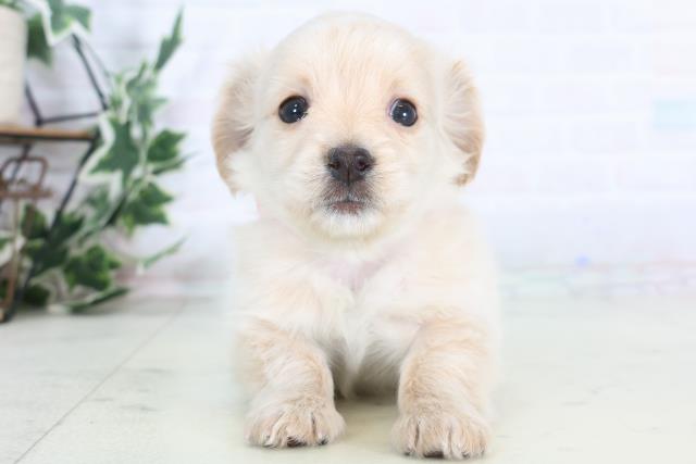 鹿児島県のチワックス(チワワ×ダックス) (Coo&RIKU鹿児島店/2025年12月3日生まれ/女の子/クリーム)の子犬の1枚目の画像